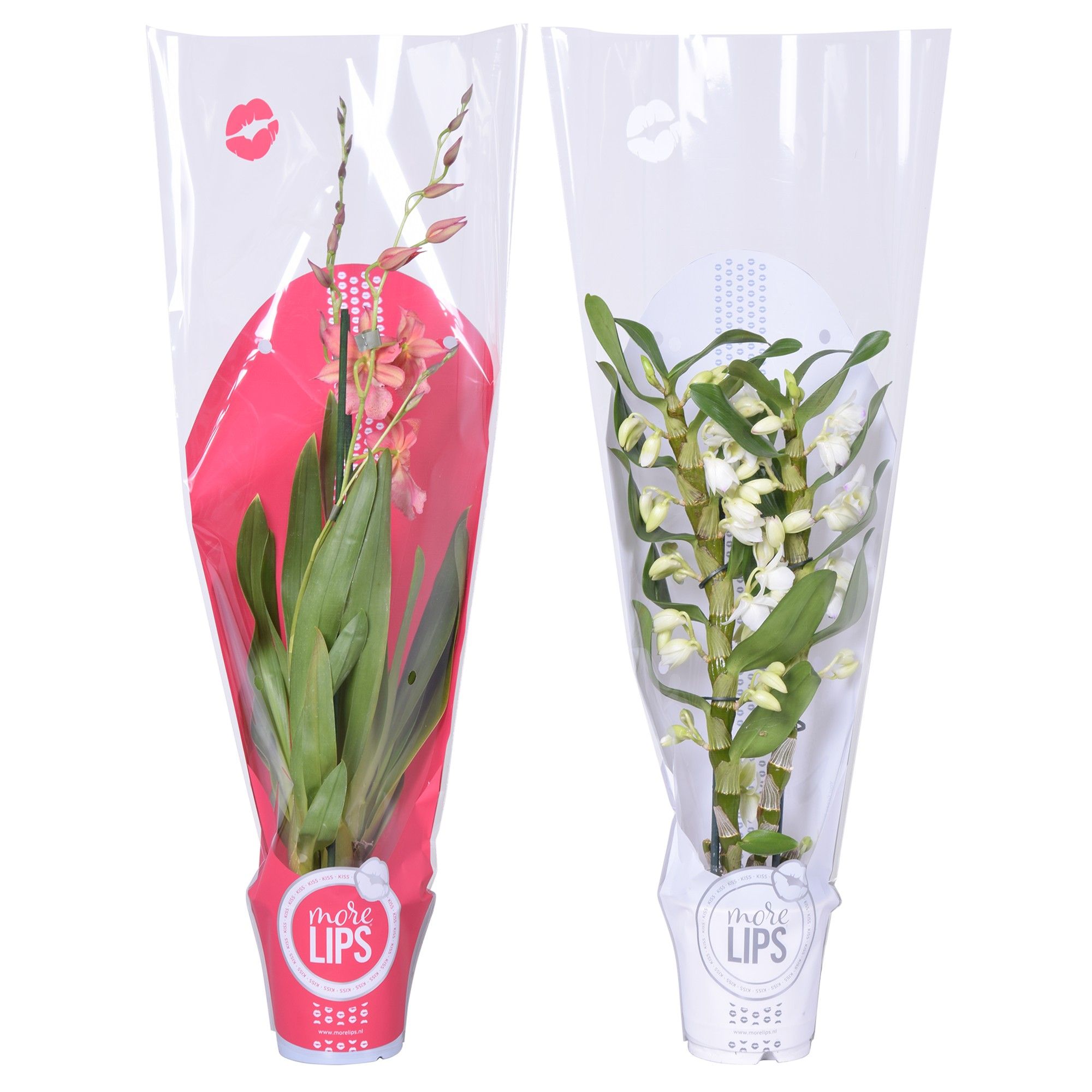 MoreLIPS® Christmas mix 2 tak met rode en witte showhoes, D 12