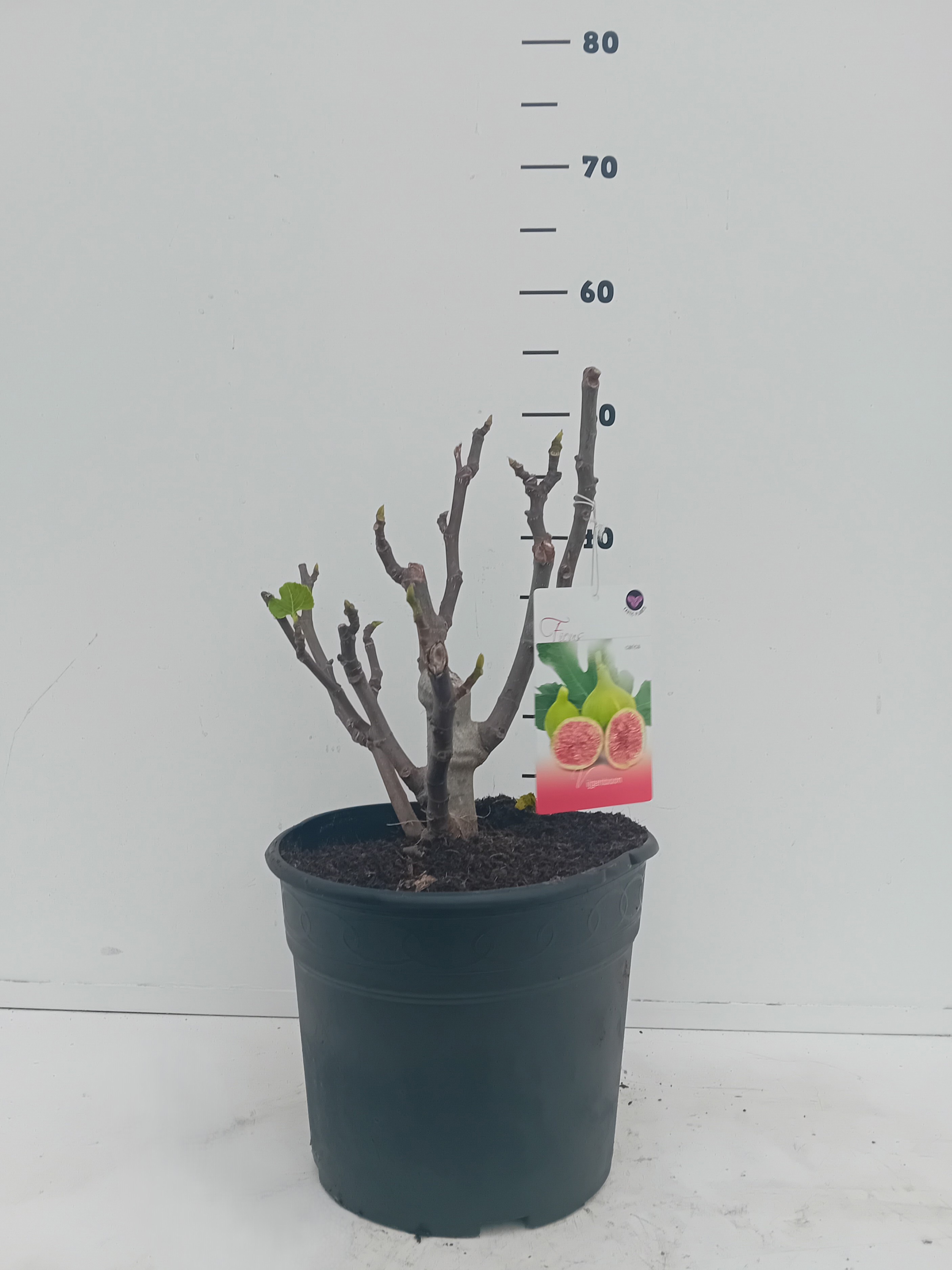 Ficus carica, D 26