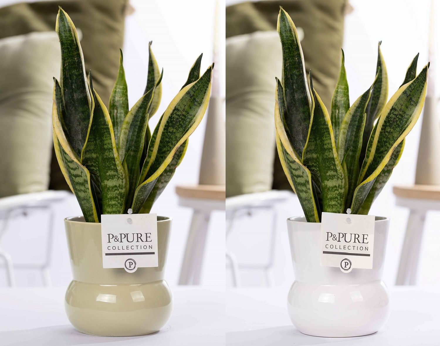 Sansevieria Trif. "Futura Superba" in P&P Plant Vase Maxima ass2, D 12