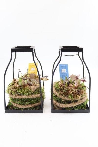 Bollen, lantaarn vierkant zwart S; mix, D 15