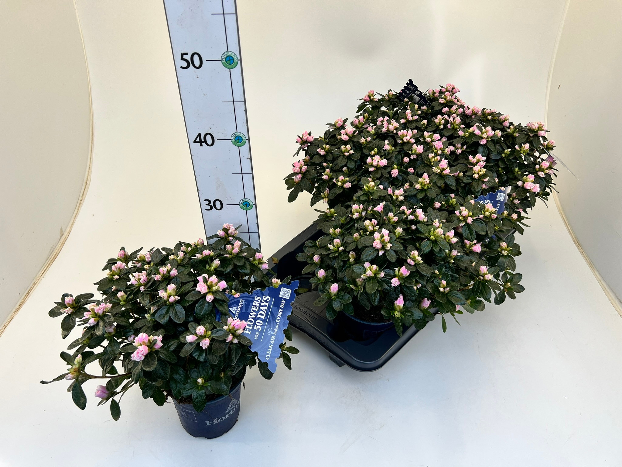 Rhododendron simsii T13 Hortinno 'Bicolor', D 12