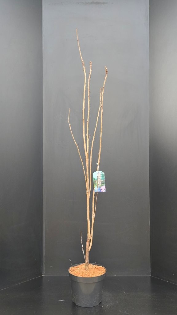 Prunus serrulata 'Amanogawa', D 29