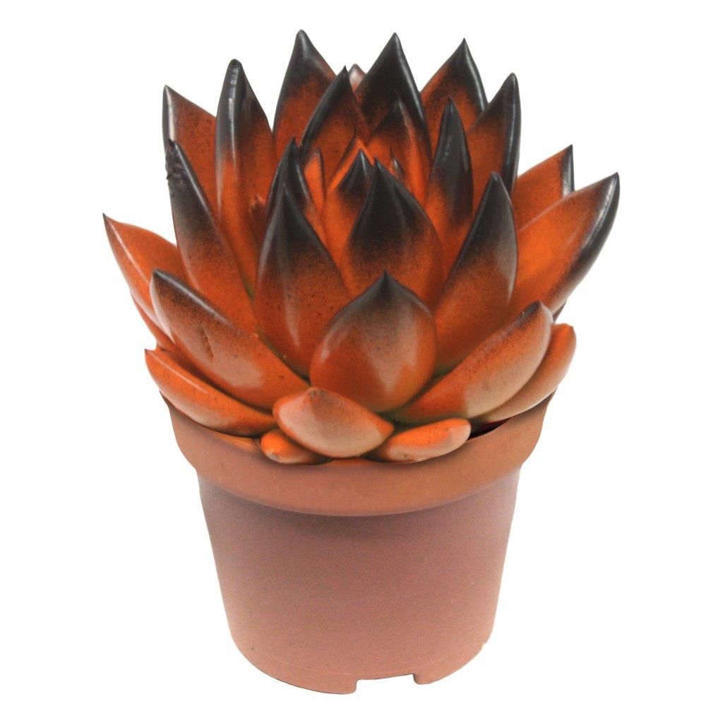 Miranda bicoloured orange/black, D 6