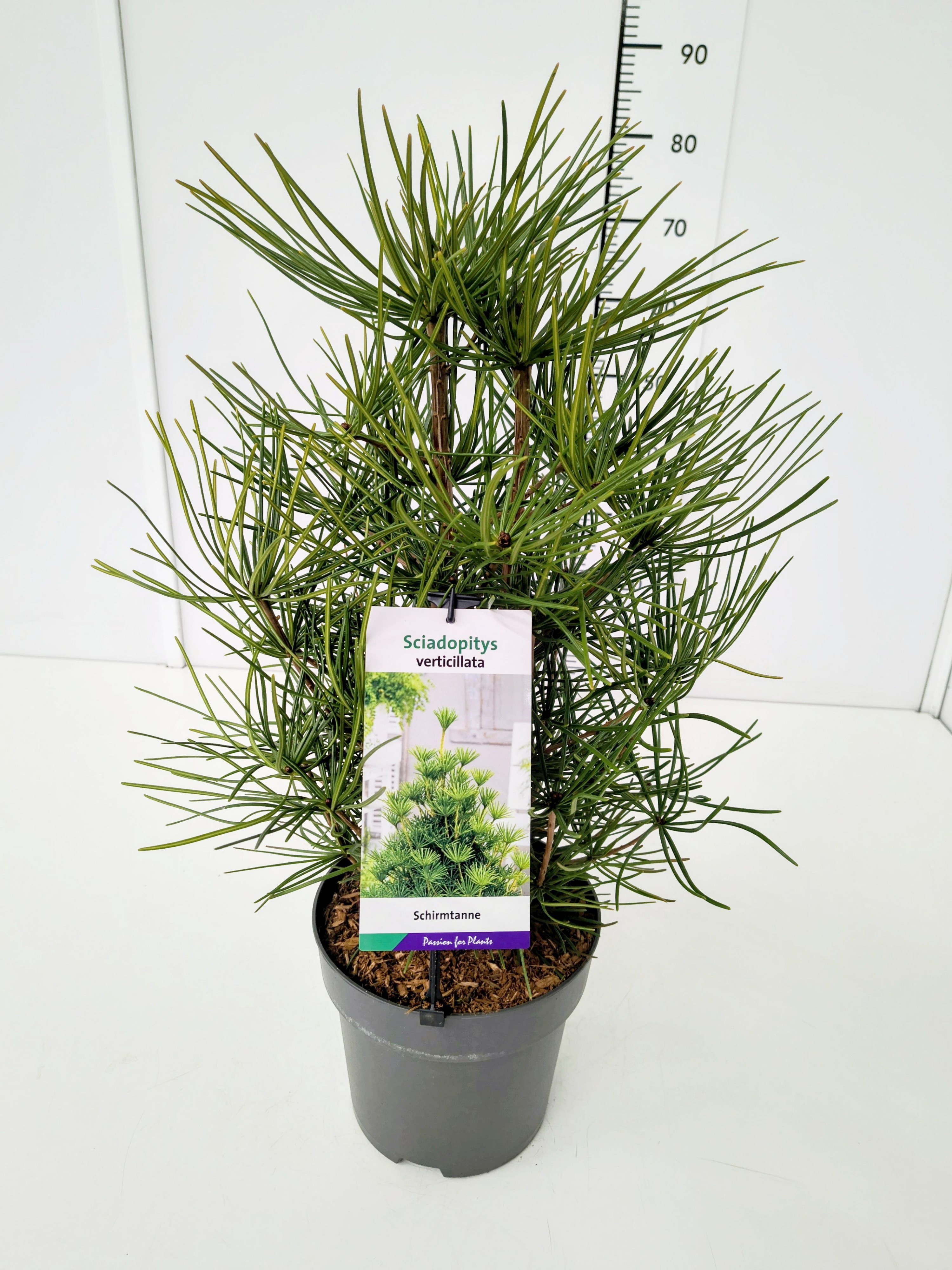 Sciadopitys verticillata 40-50C5, D 23