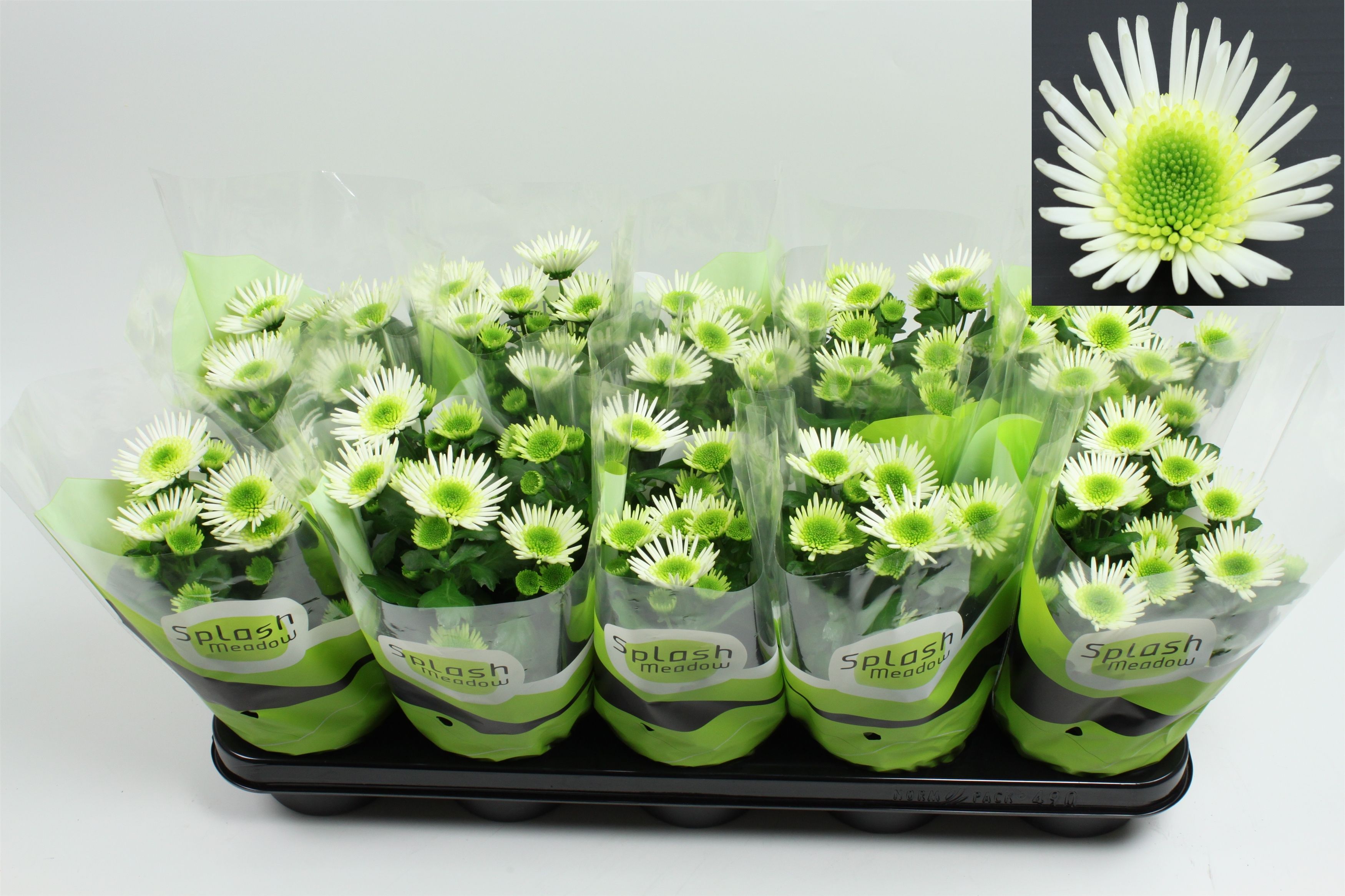 Chrysant Splash Meadow 2-2 Pot 12, D 12