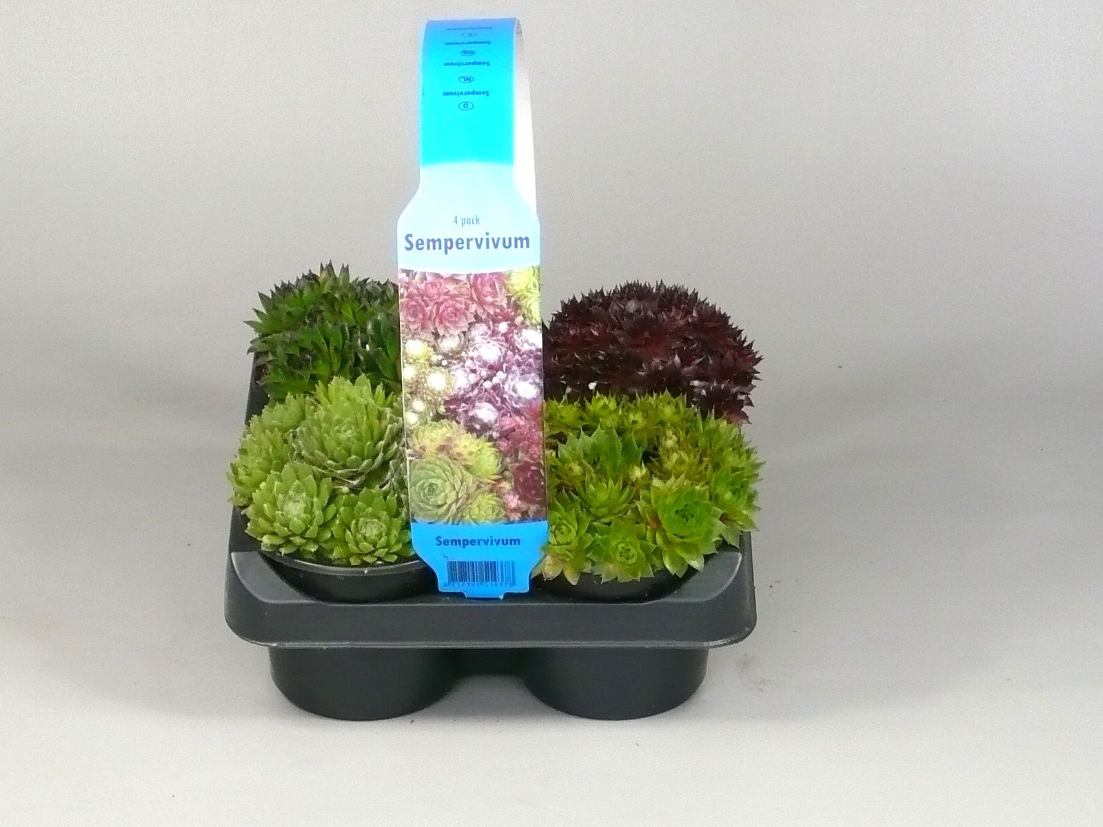 Sempervivum mix 4-pack, D 9