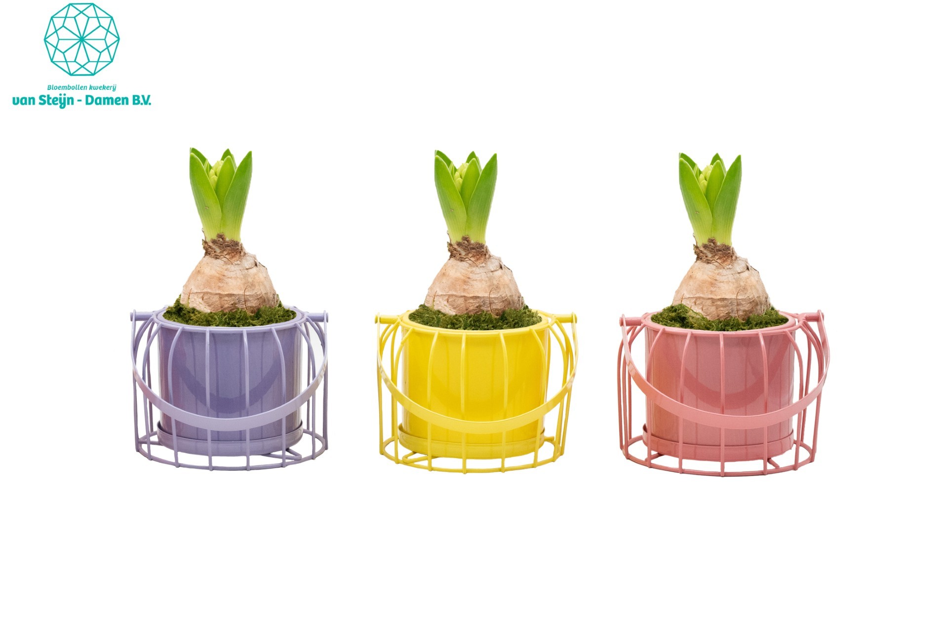 Hyacinthus 'ColorCage' (Withous Moss), D 14