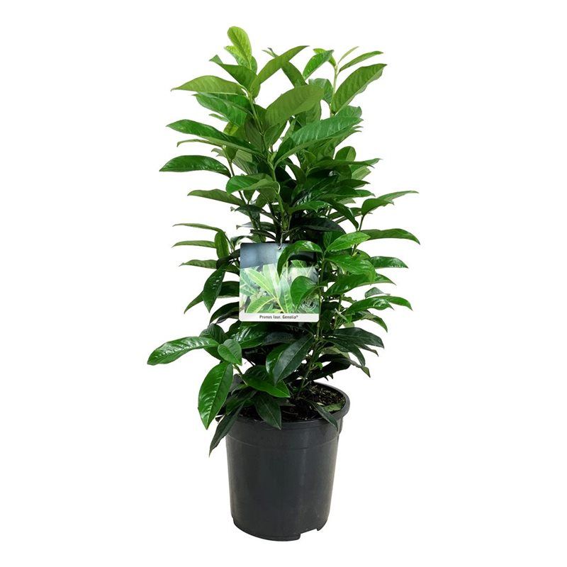 Prunus laur. 'Genolia' ®, D 24