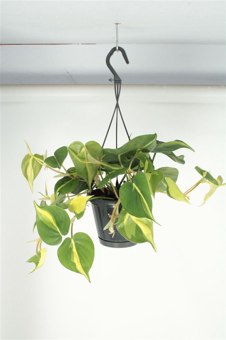 Philodendron Brasil Hangpot, D 14