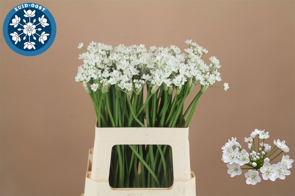 Аллиум Флокон 60 (бел.), шт.