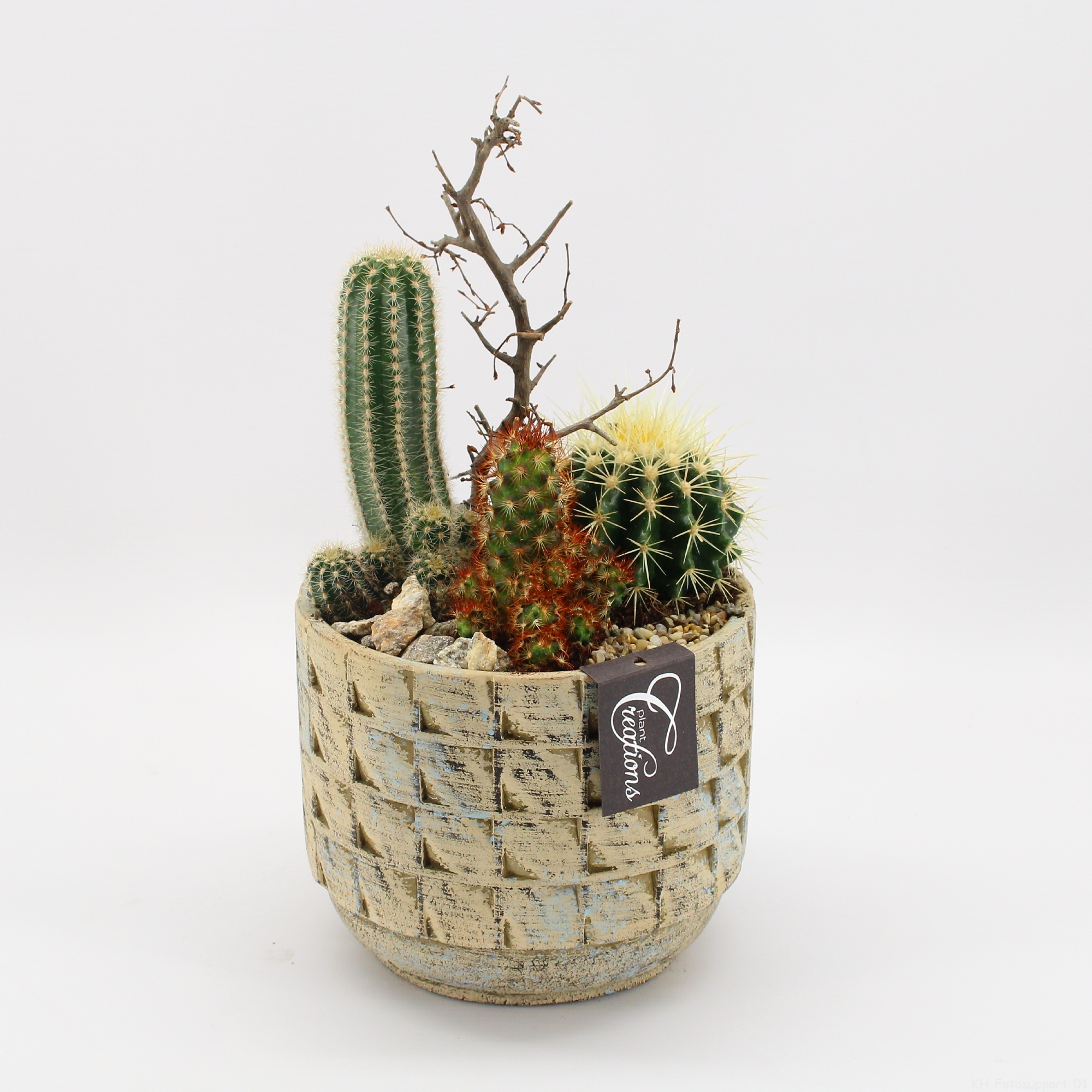 CTCR-2618 Cactus Essentials, D 17