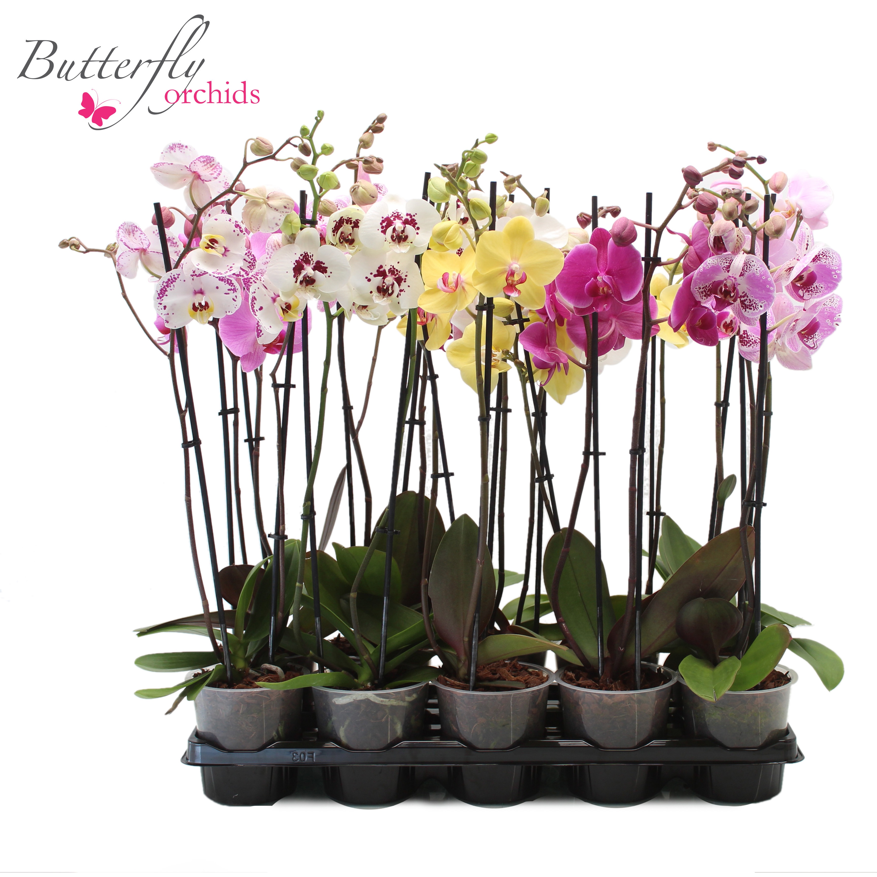 Phalaenopsis Mix 2 tak 14+ 70-80 cm, D 12