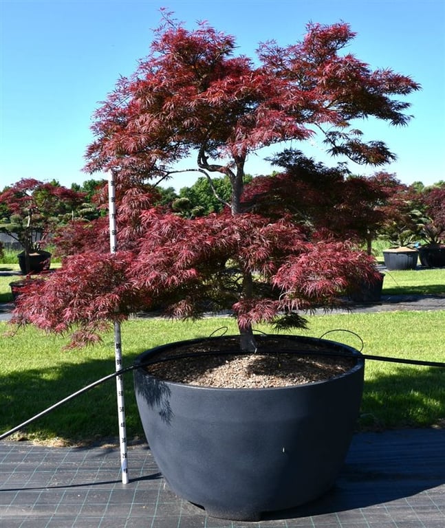 Acer pal. 'Garnet', D 140