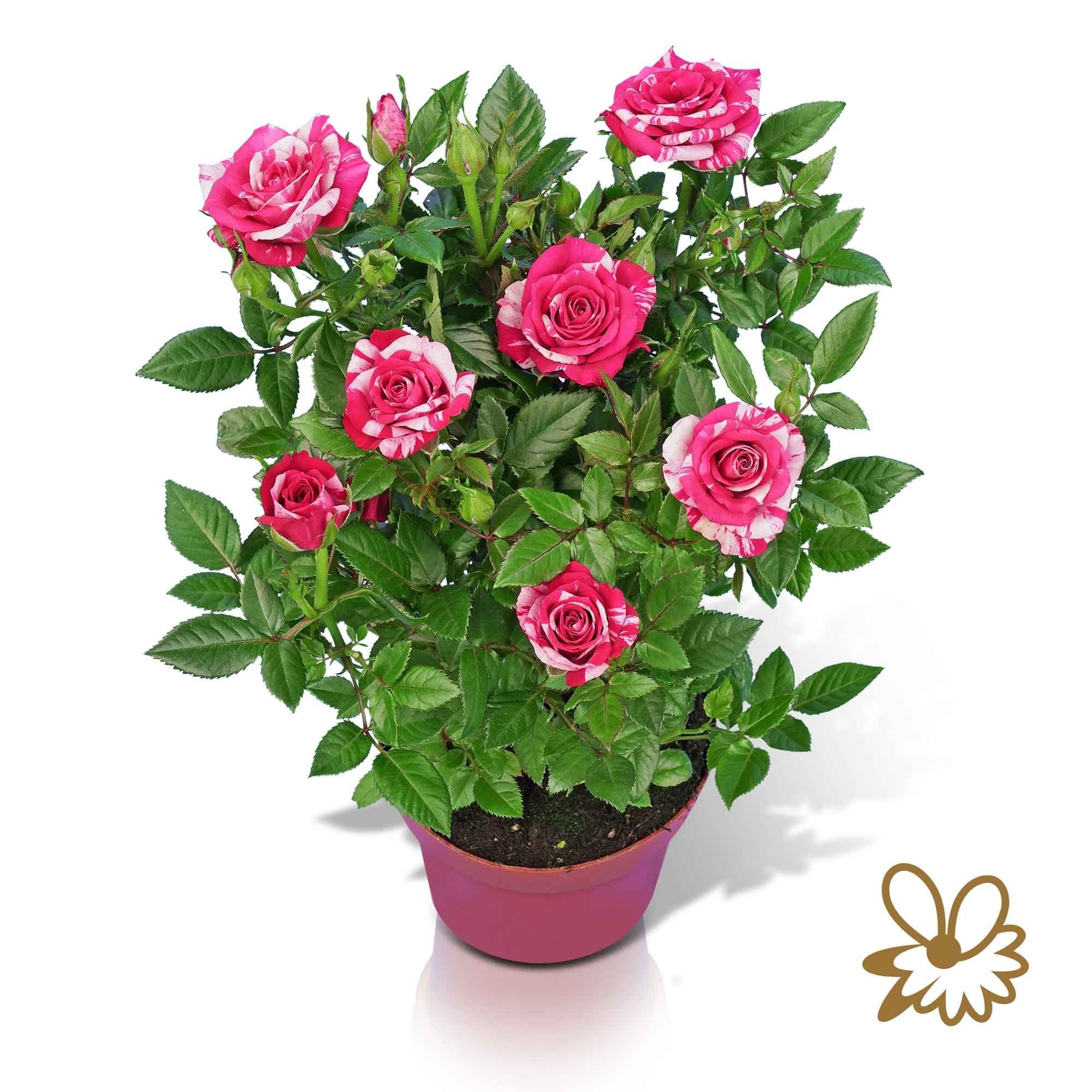 Tunesie Twin Colour Star, D 12