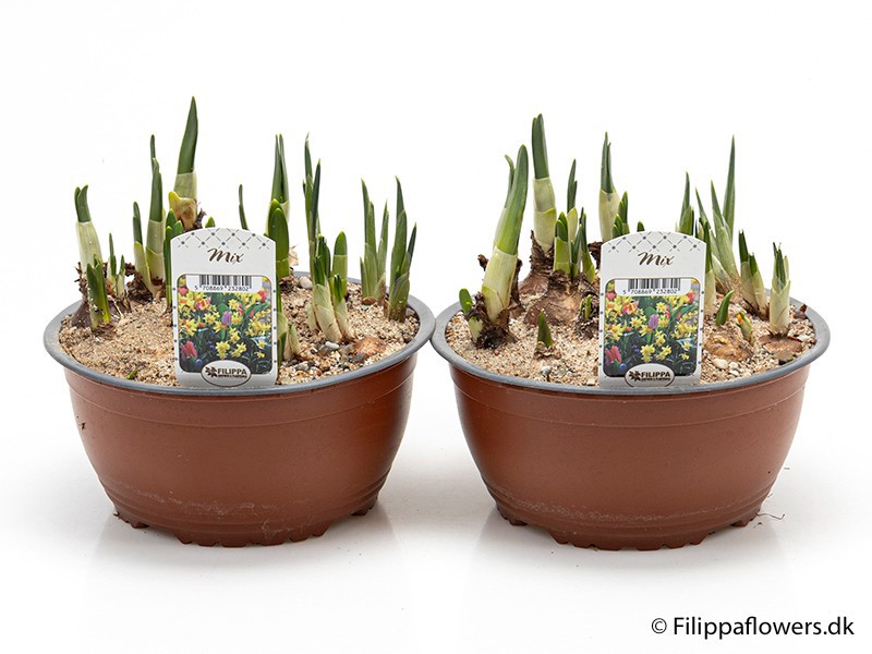 NARCISSUS MEDIOLUTEUS 'Mix', D 19