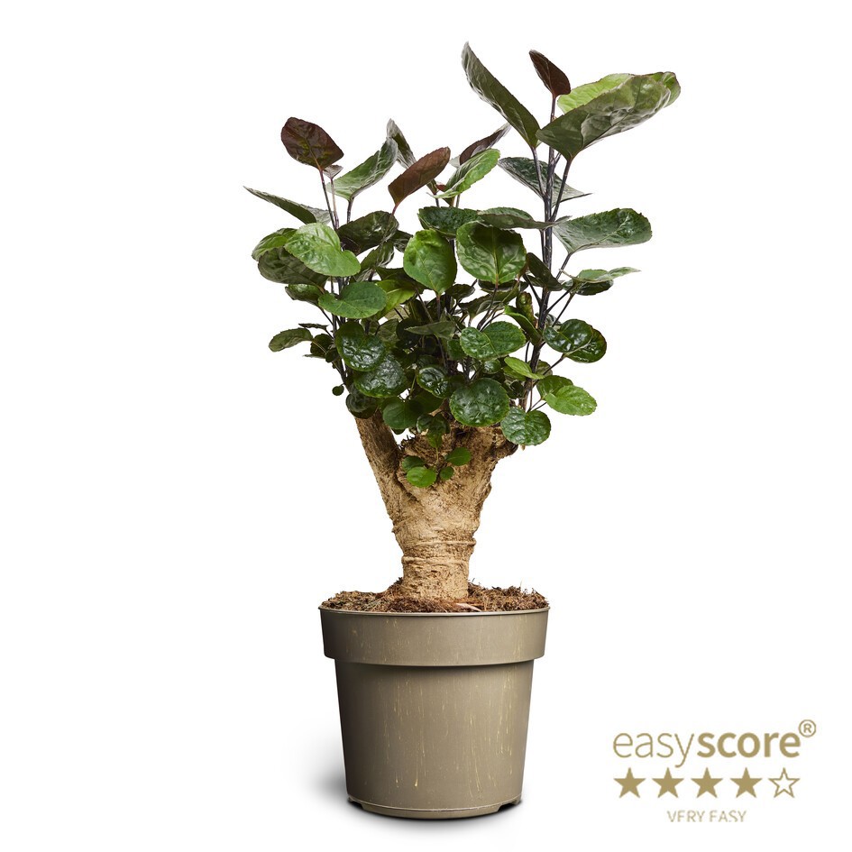 POLYSCIAS BALFOURIANA 'FABIAN', D 17