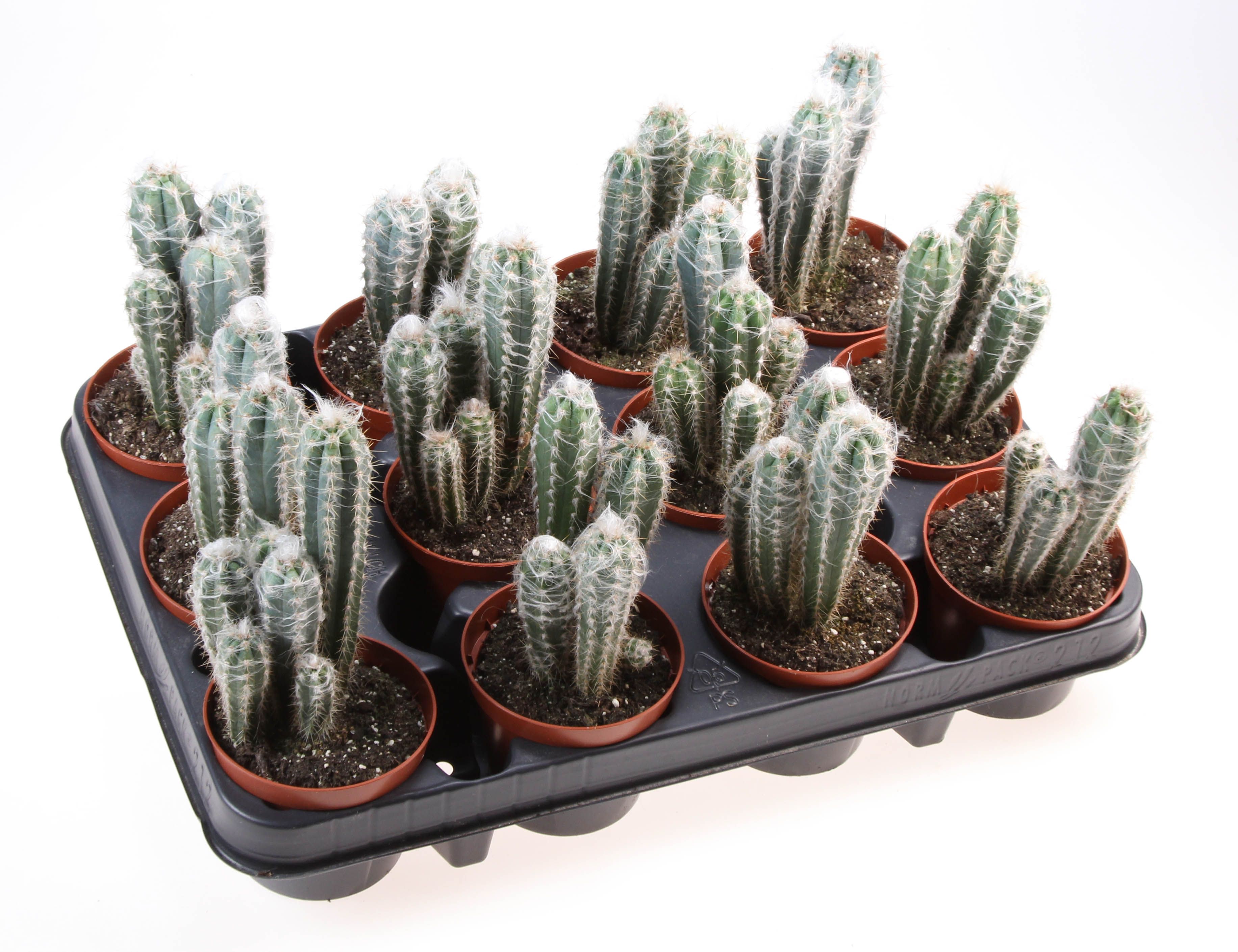 Pilosocereus pachycladus glaucescens, D 8,5
