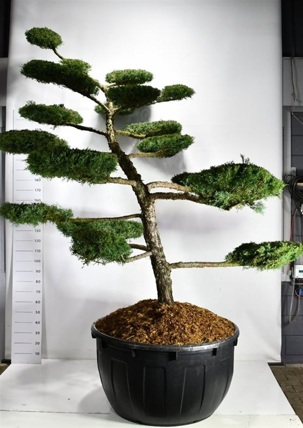 Juniperus media 'Hetzii', D 110