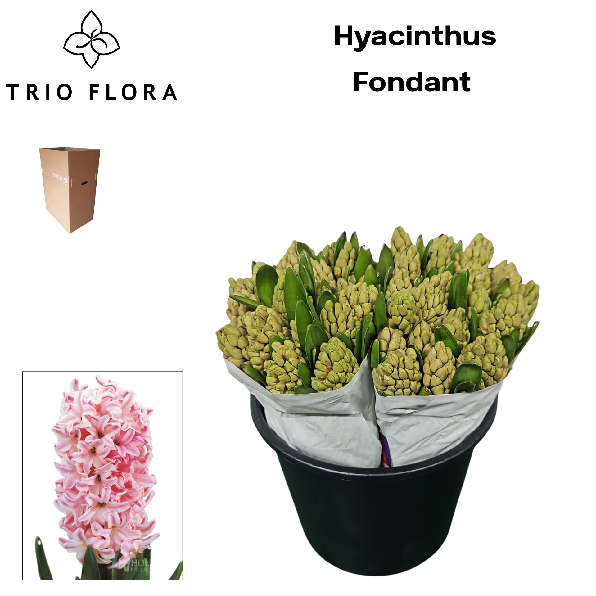 Гиацинт Фондант (роз.), шт.
