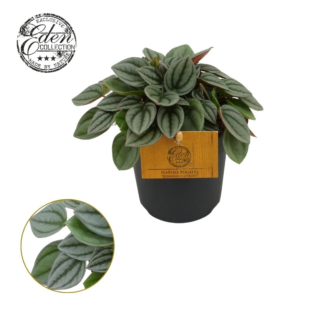 Peperomia Napoli Nights 10,5cm, D 10,5
