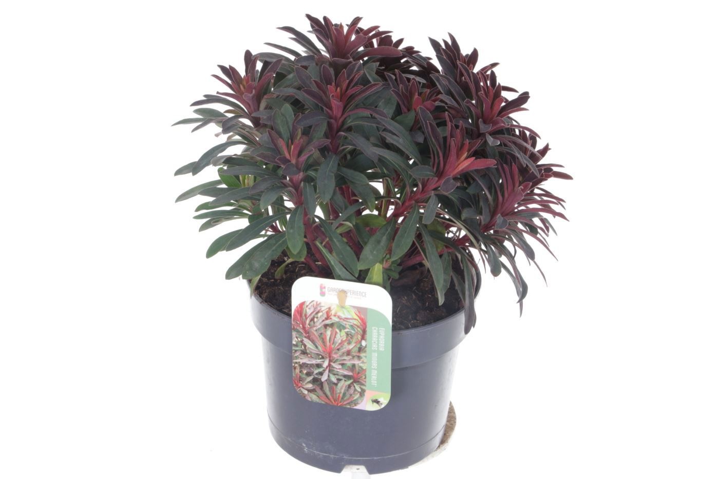 Euphorbia Miner's Merlot, D 17