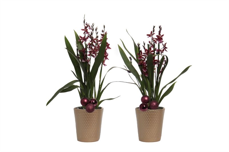 Zoe p12 honeycomb gold Cambria Barrocco Red 3-4T18+, D 12