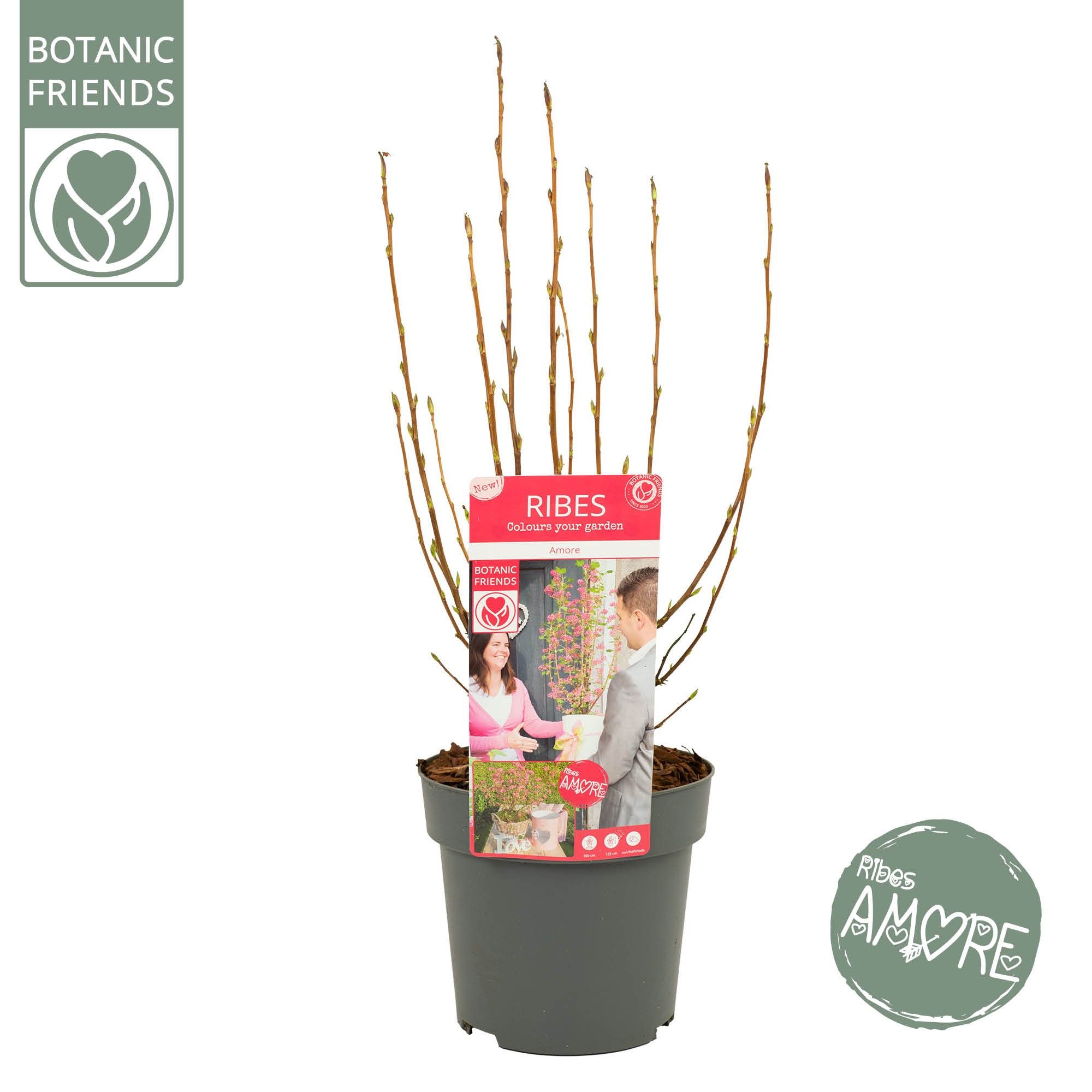 Ribes sang. 'Amore' ®, D 19