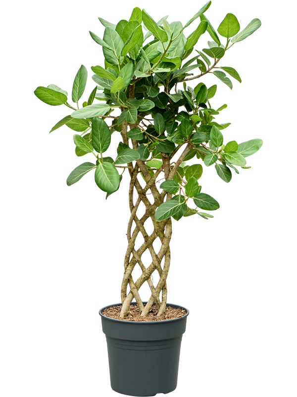 Ficus benghalensis 'Audrey', D 34