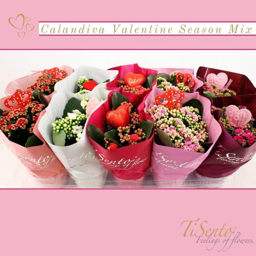 Calandiva 12 cm - Valentijn, D 12