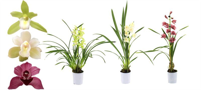 Cymbidium p09 mix 1T, D 9