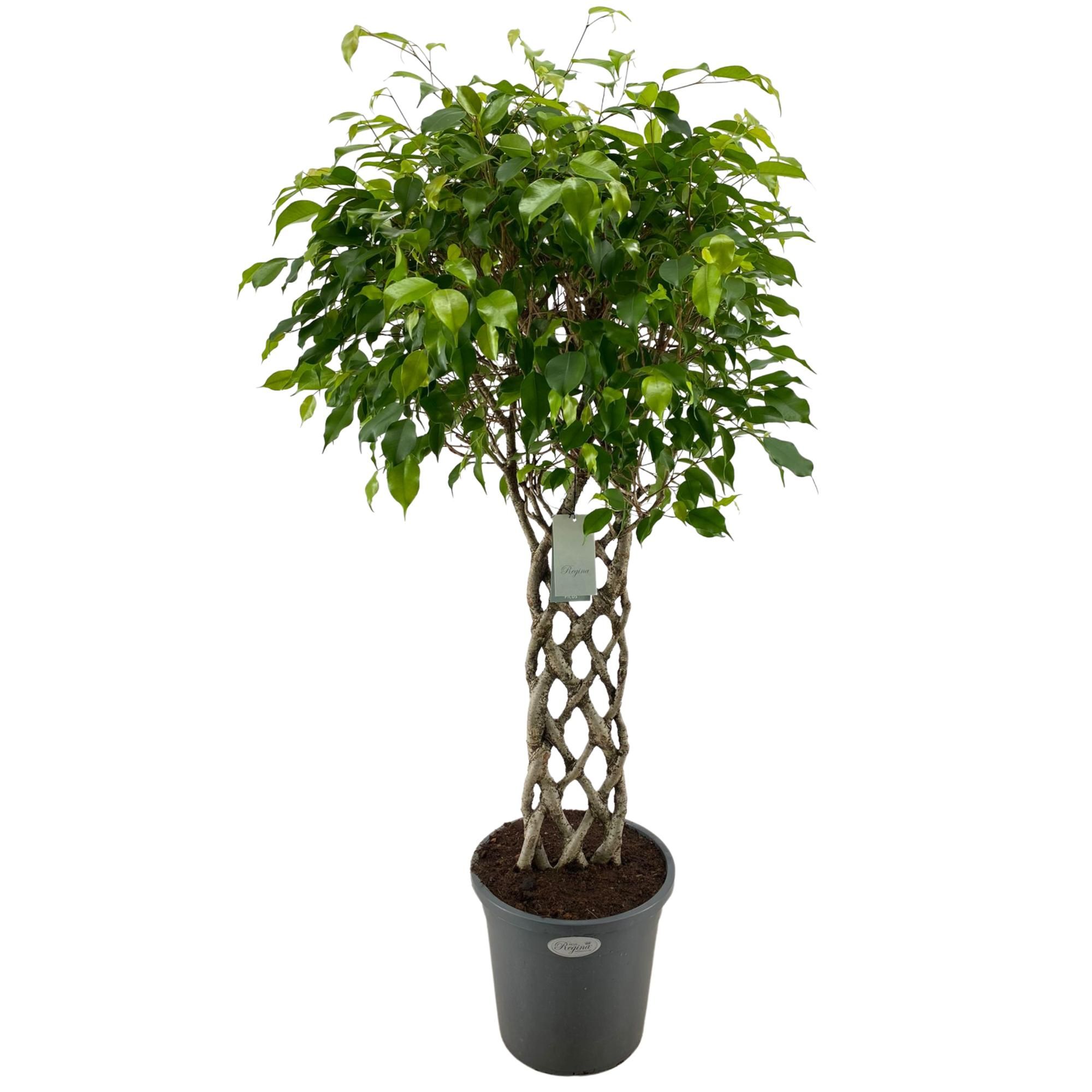 Ficus Benjamina Exotica mat p31, D 31
