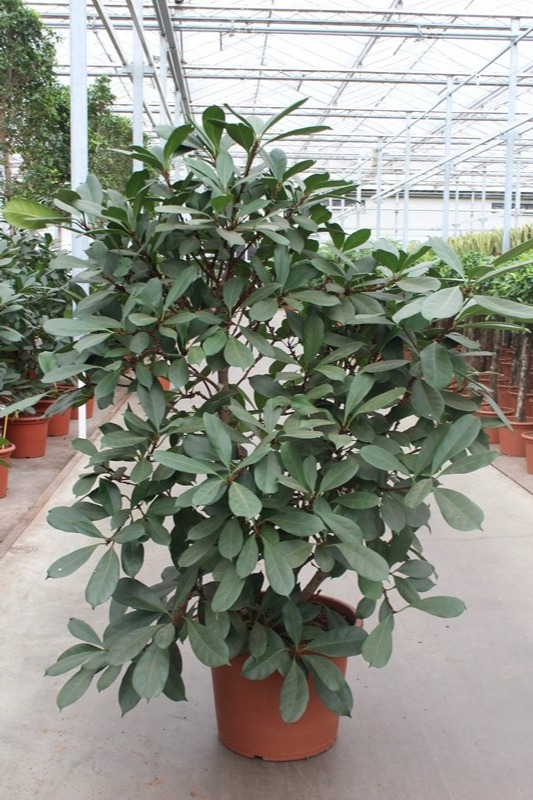 Ficus Cyathistipula, D 50