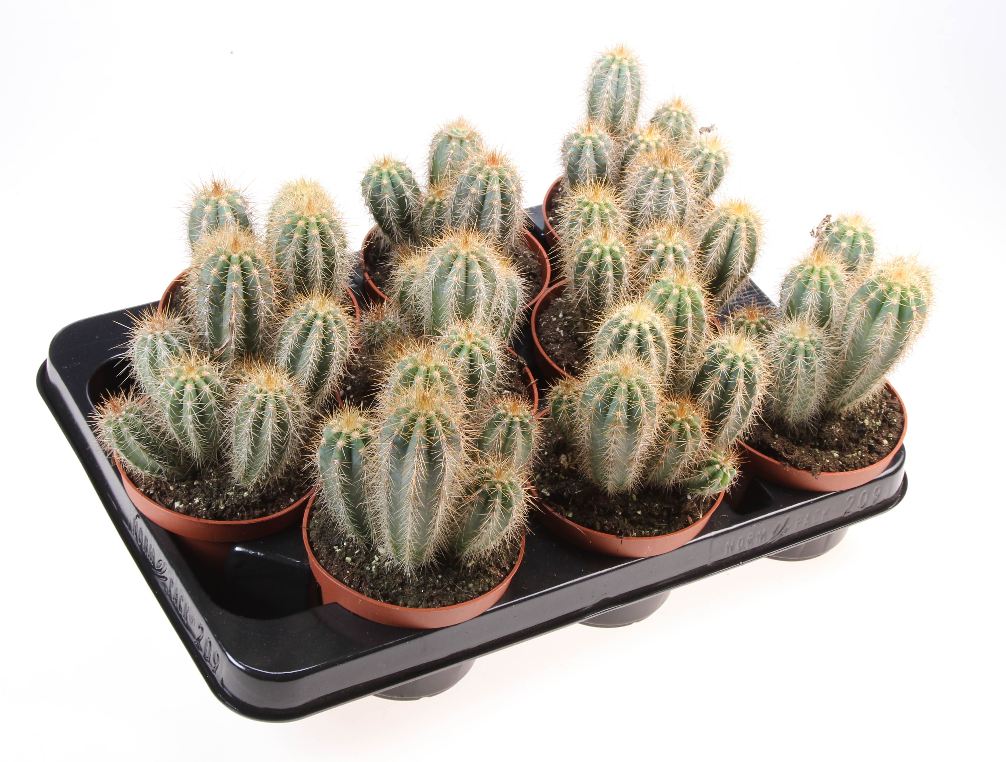 Pilosocereus pachycladus, D 10,5