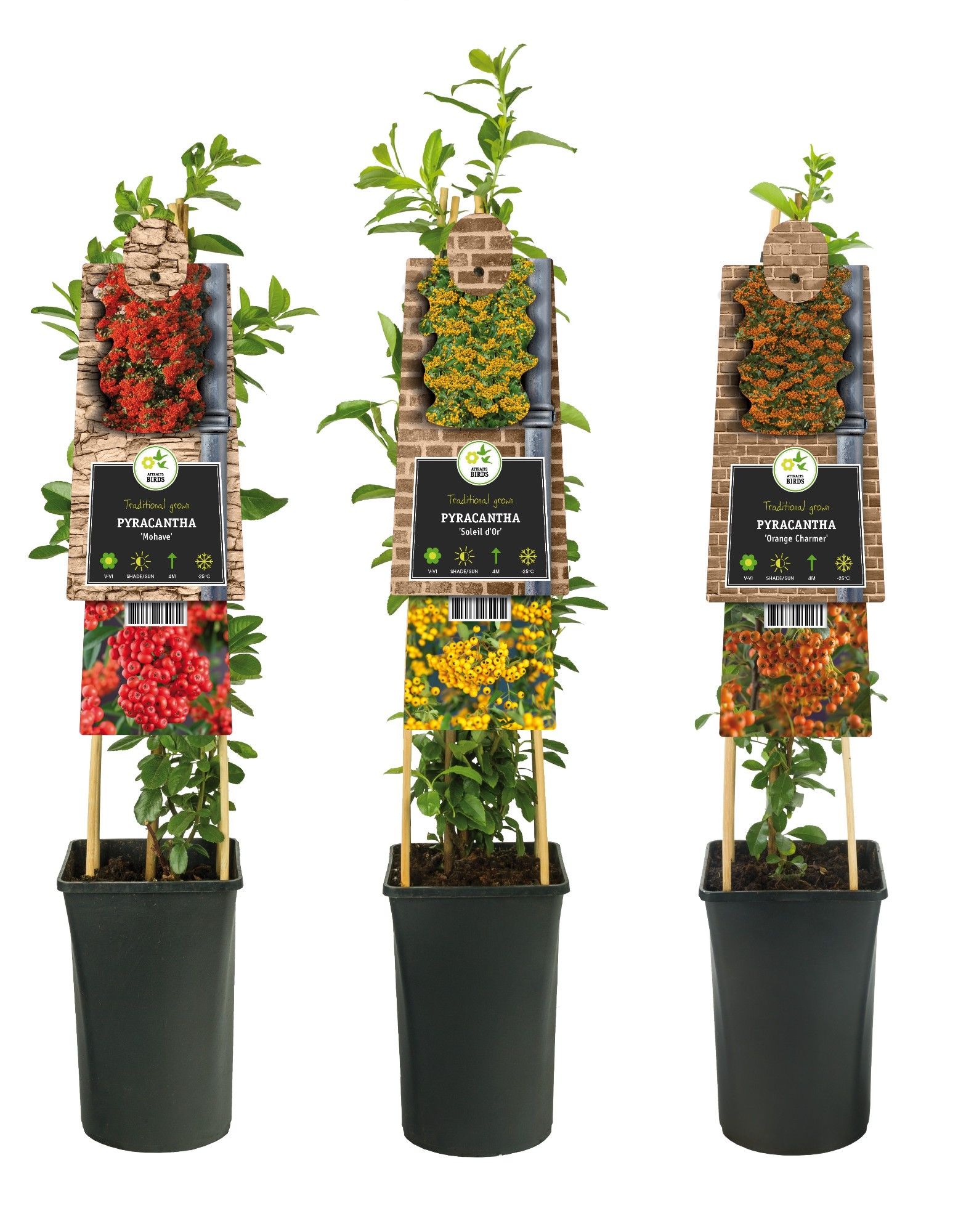 Mixtray Pyracantha +3.0 label, D 17