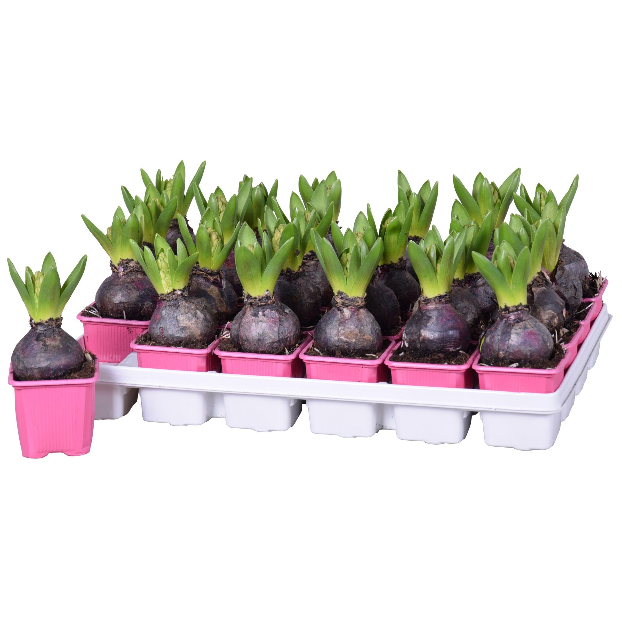 Hyacinthus Pink Pearl, D 7