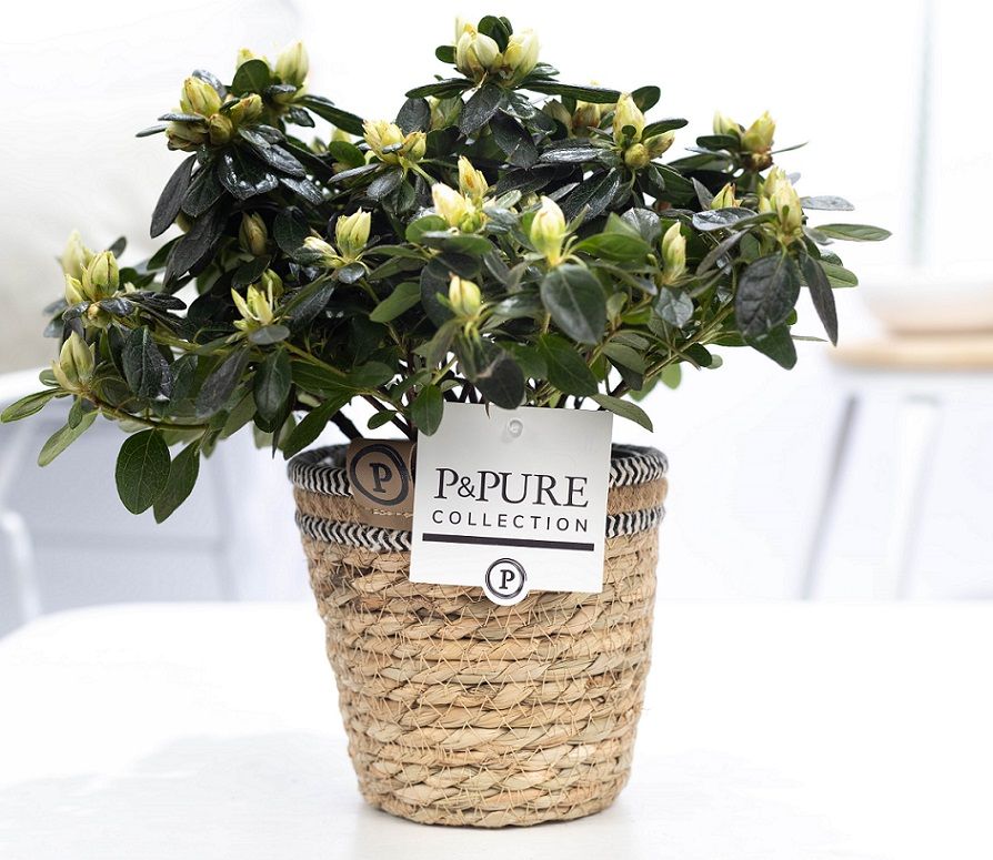 1st class Azalea white in P&PURE Basket 6, D 12