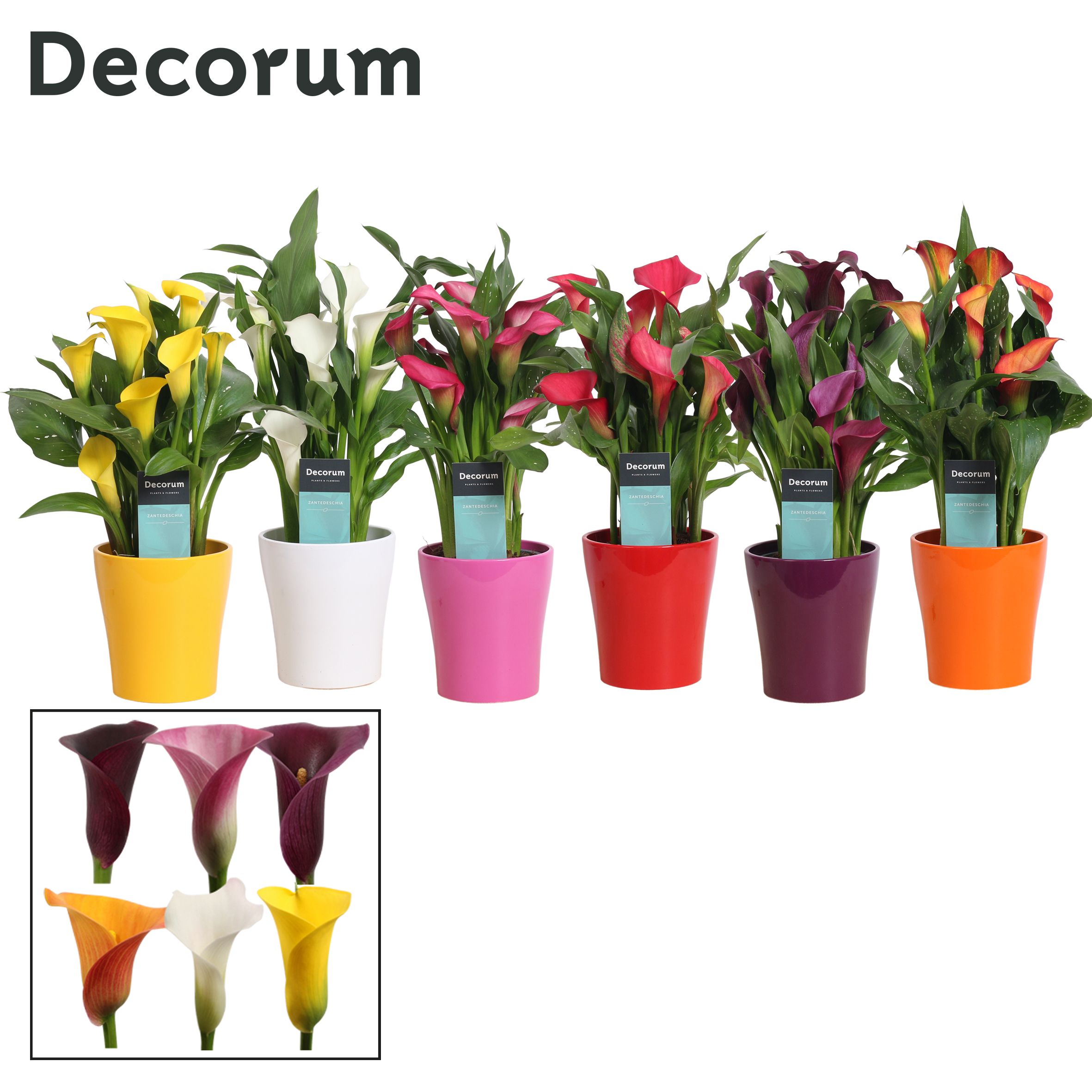 Zantedeschia (Calla) Mix in Ompot Amy (Decorum), D 12