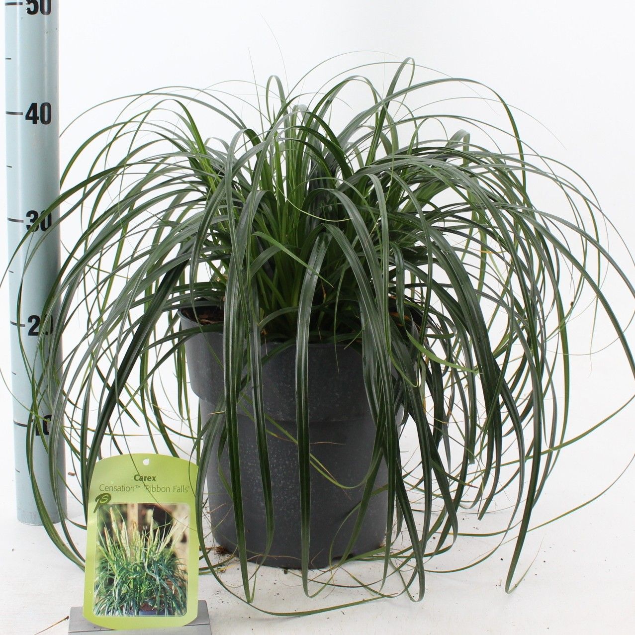 Carex Ribon Falls ('Et Crx02'PBR), D 23