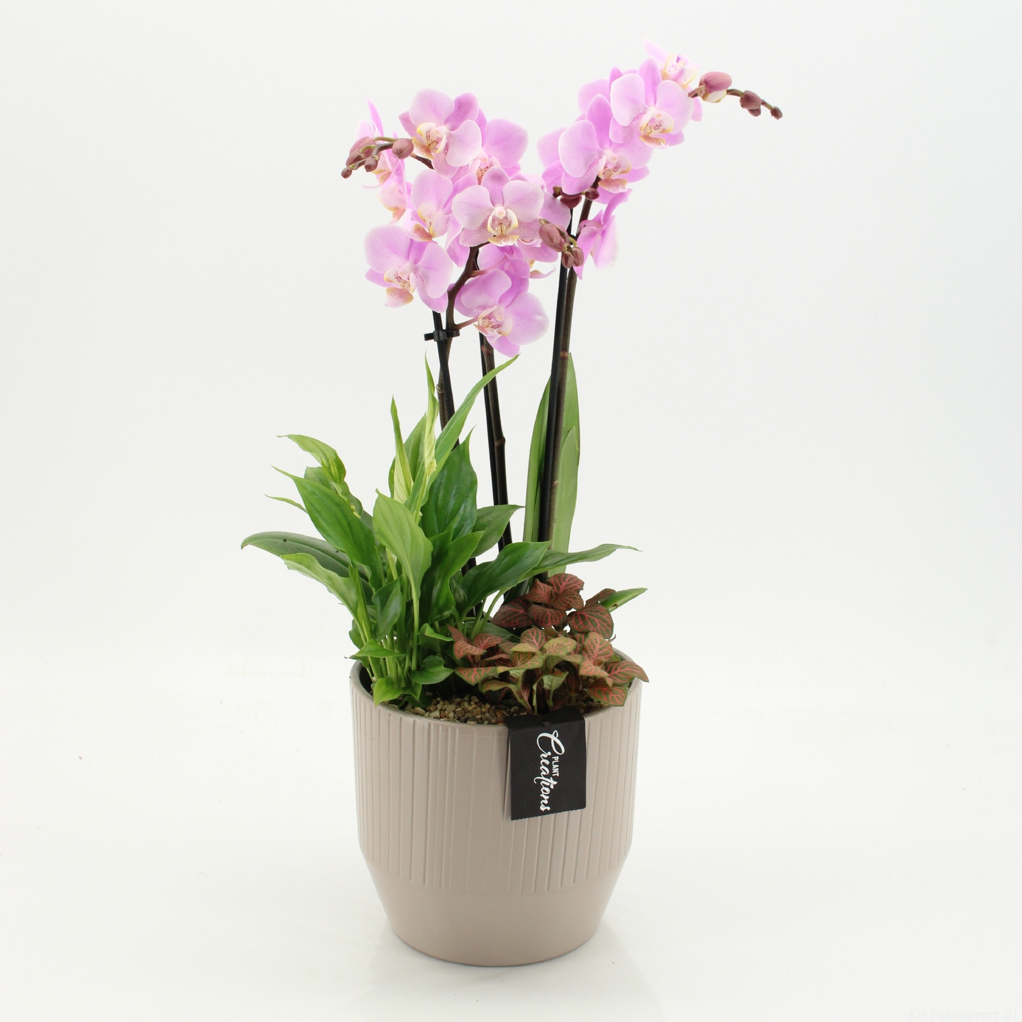 PHAL-2660RZ Phalaenopsis creatie, D 16