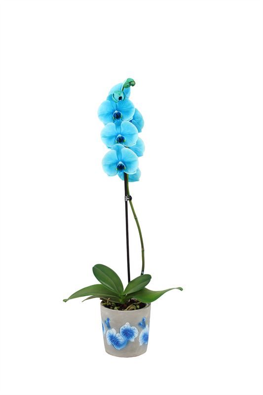 Fiore blue Phal I am Ocean Blue 1T09+, D 12