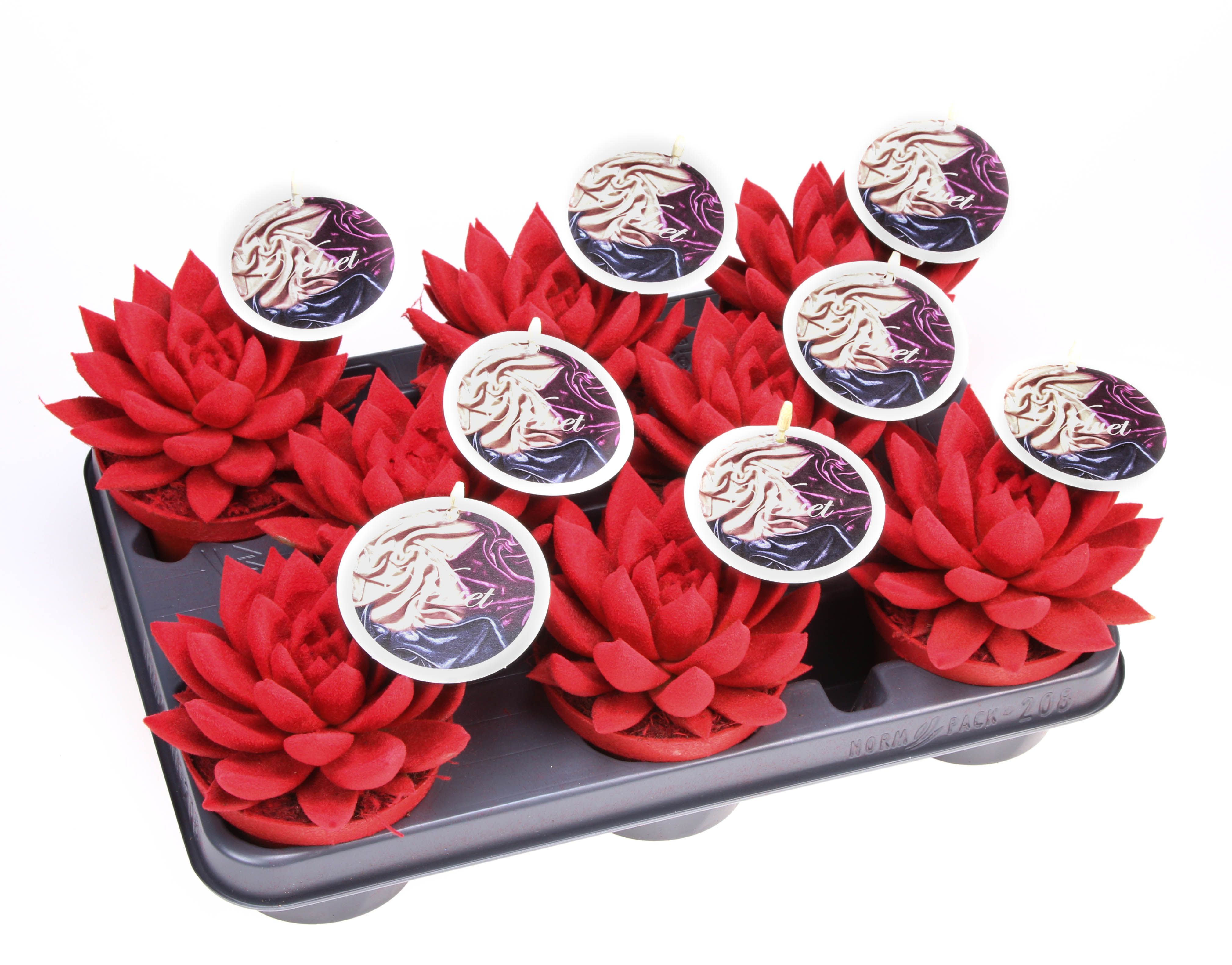 Velvet rood + etiket, D 10,5