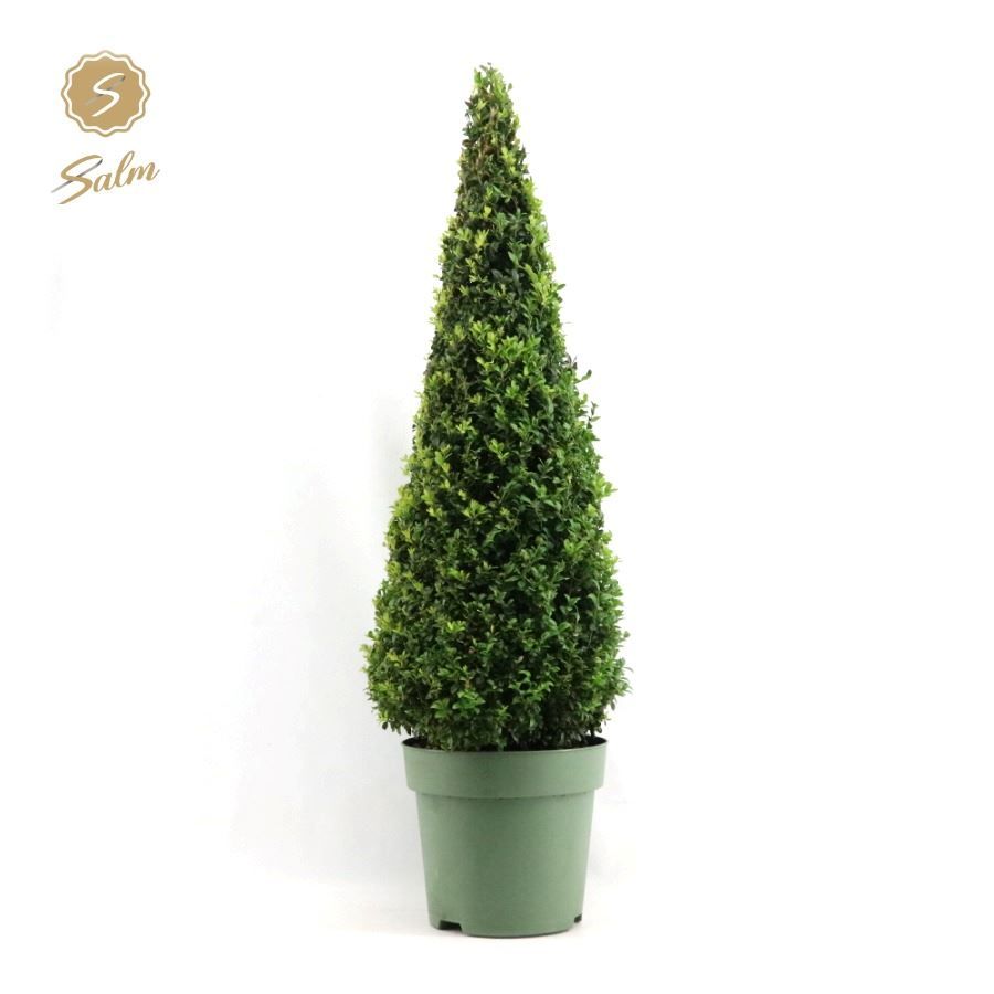 Buxus semp. Pyramid 90-100cm, D 27