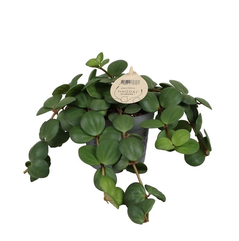 PEPEROMIA PECUNIFOLIA 'PECUNII', D 12