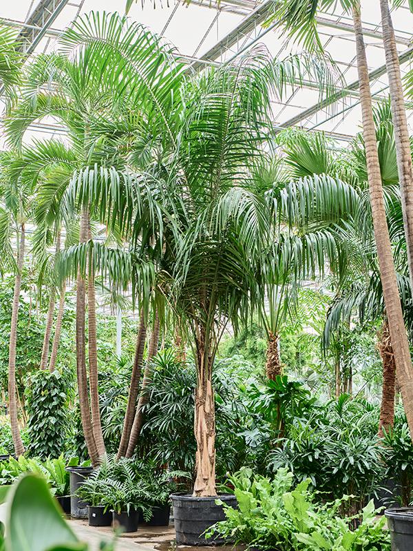 Syagrus romanzoffiana, D 96