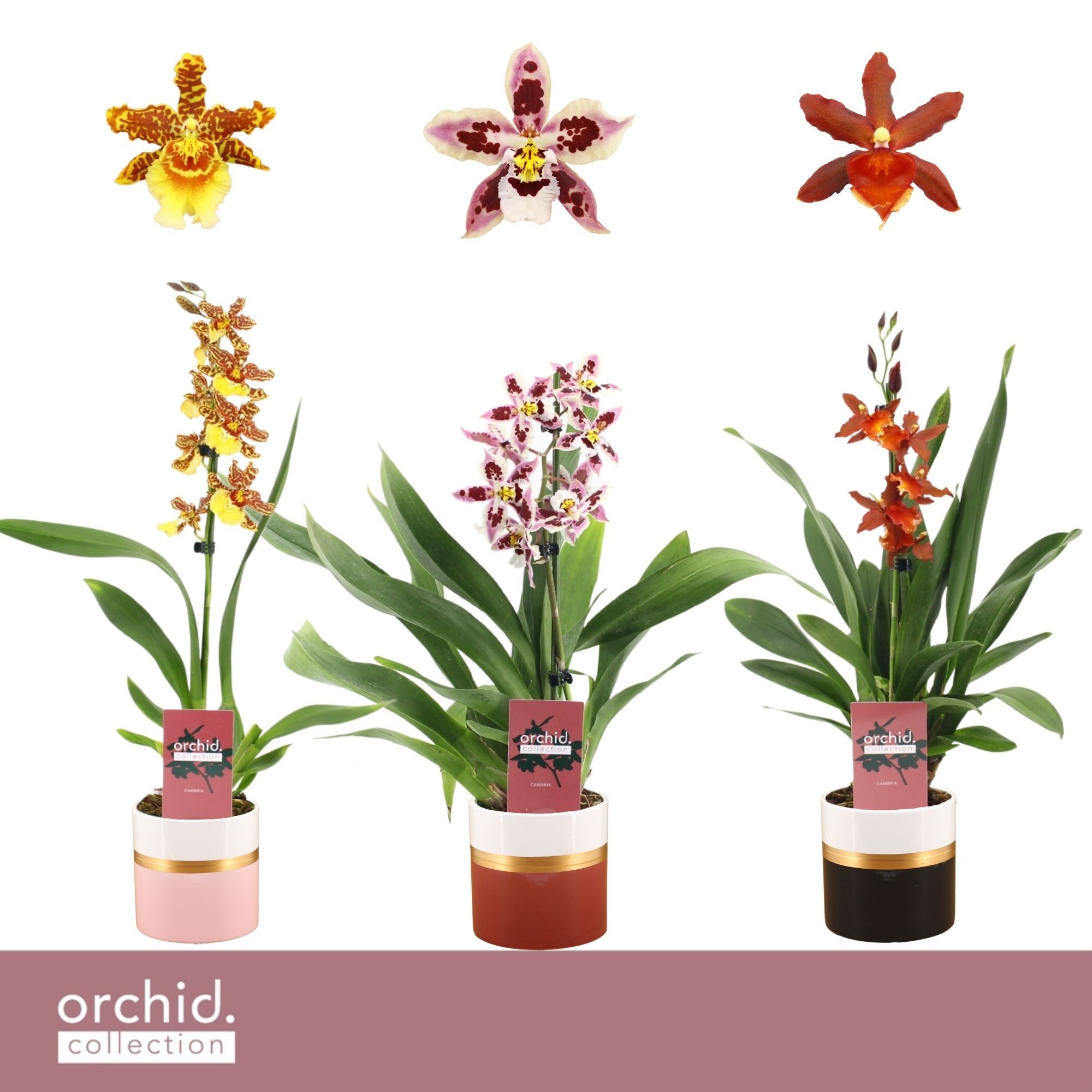 Cambria, Mix 1-spike in Dolomite Horizon 'Orchid Collection', D 12