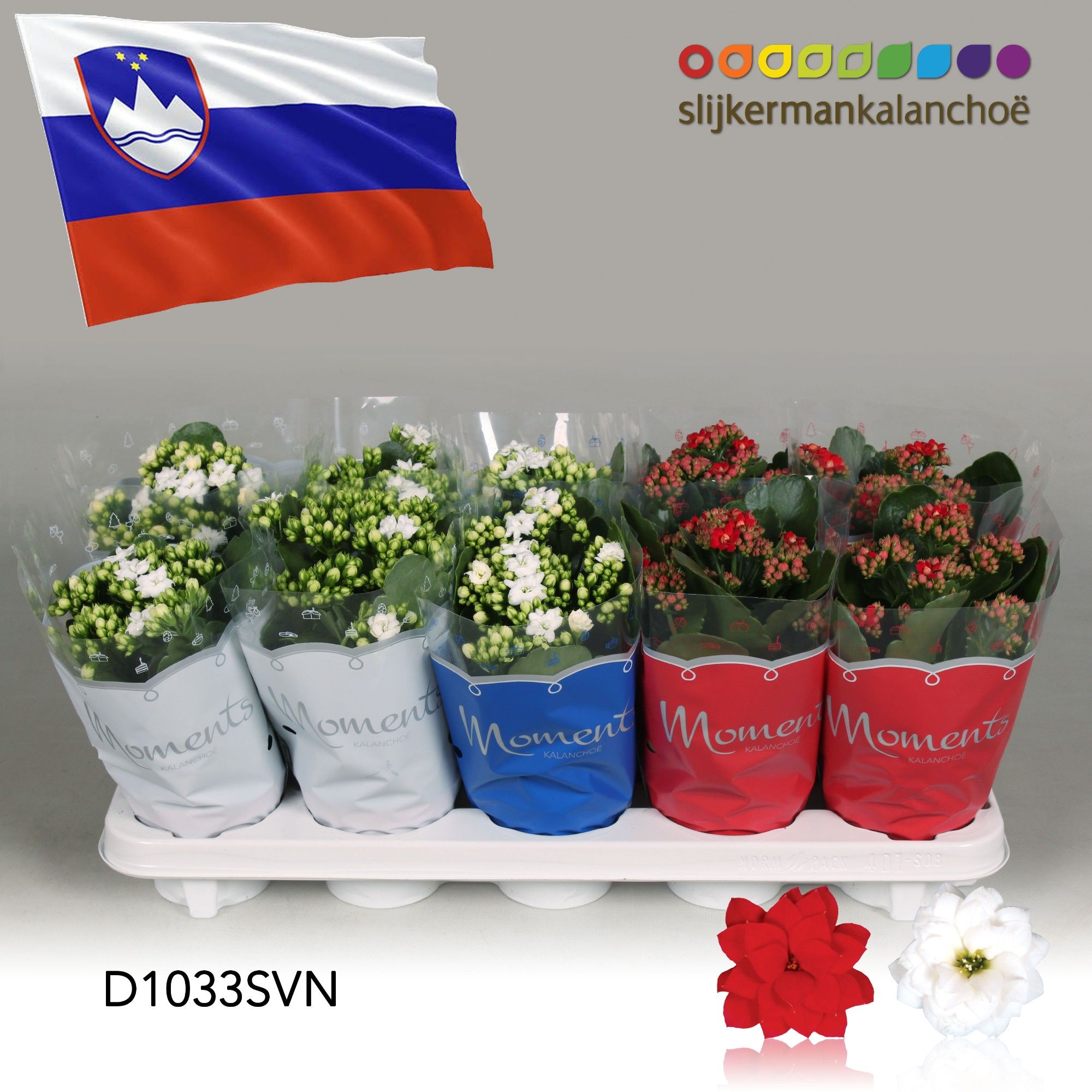 Kalanchoe Moments - Slovenia flag, D 10,5