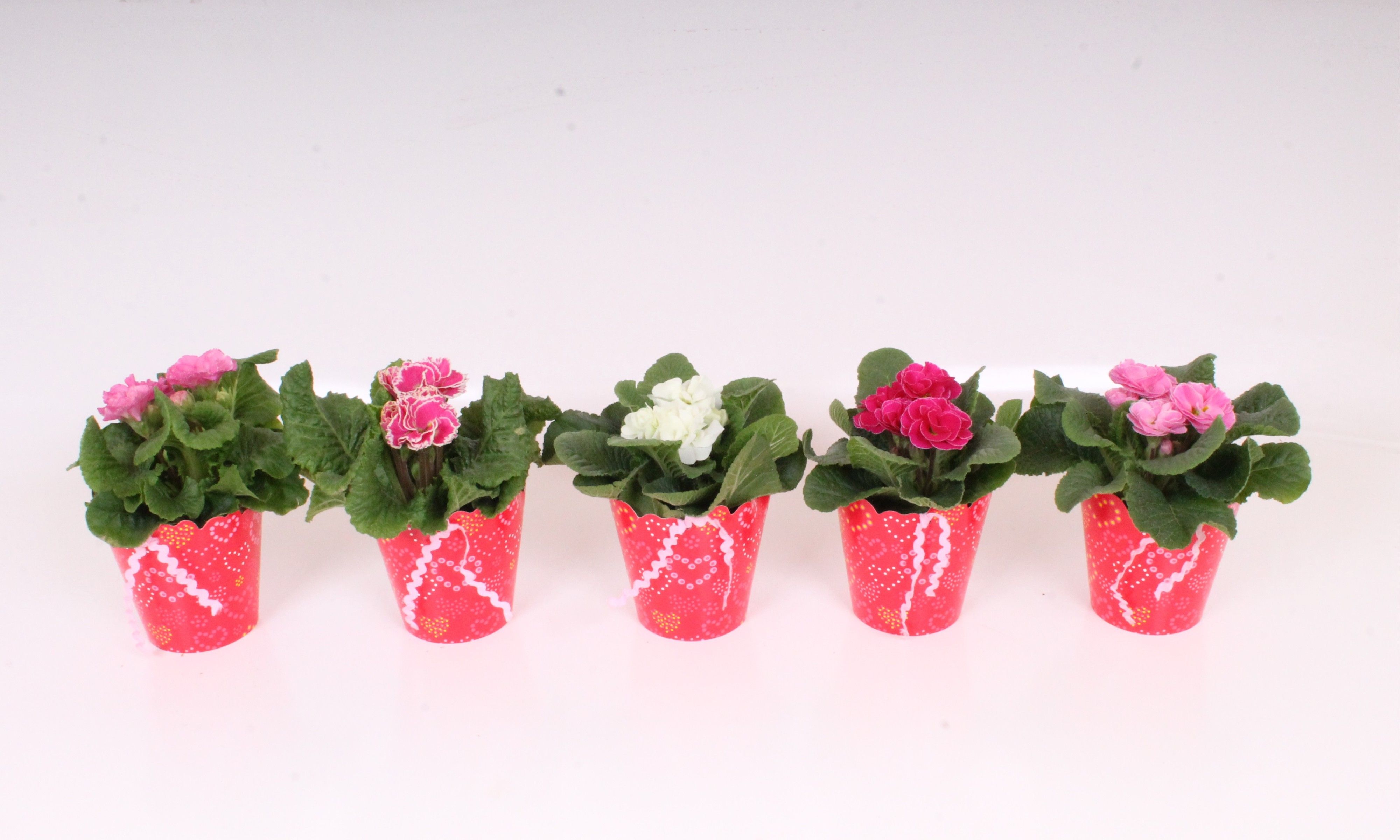 Primula Double Flowers in Hearts Potcover | Valentine & Int. Womensday, D 12