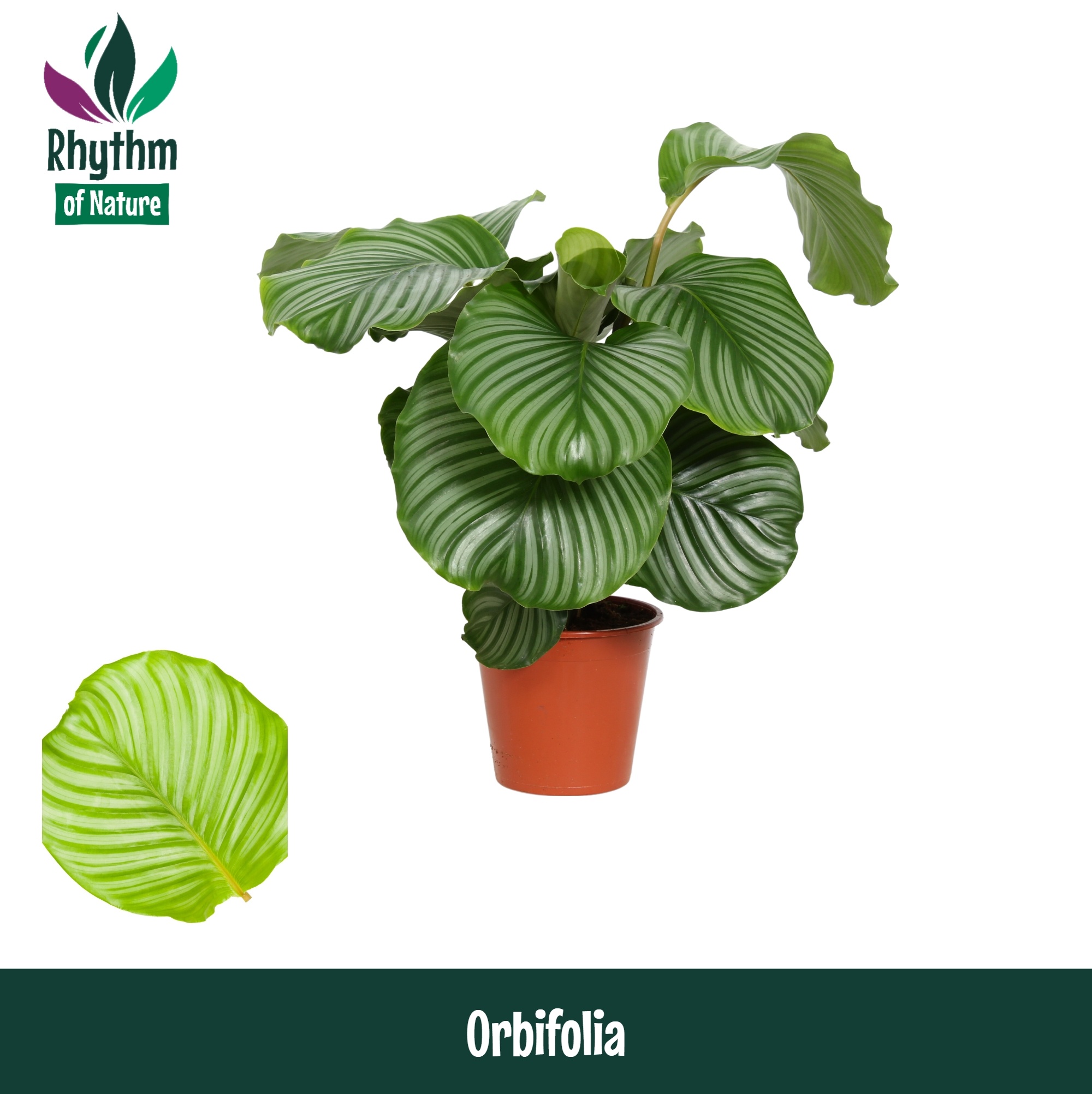 Calathea 19cm Orbifolia - Rhythm of Nature, D 19