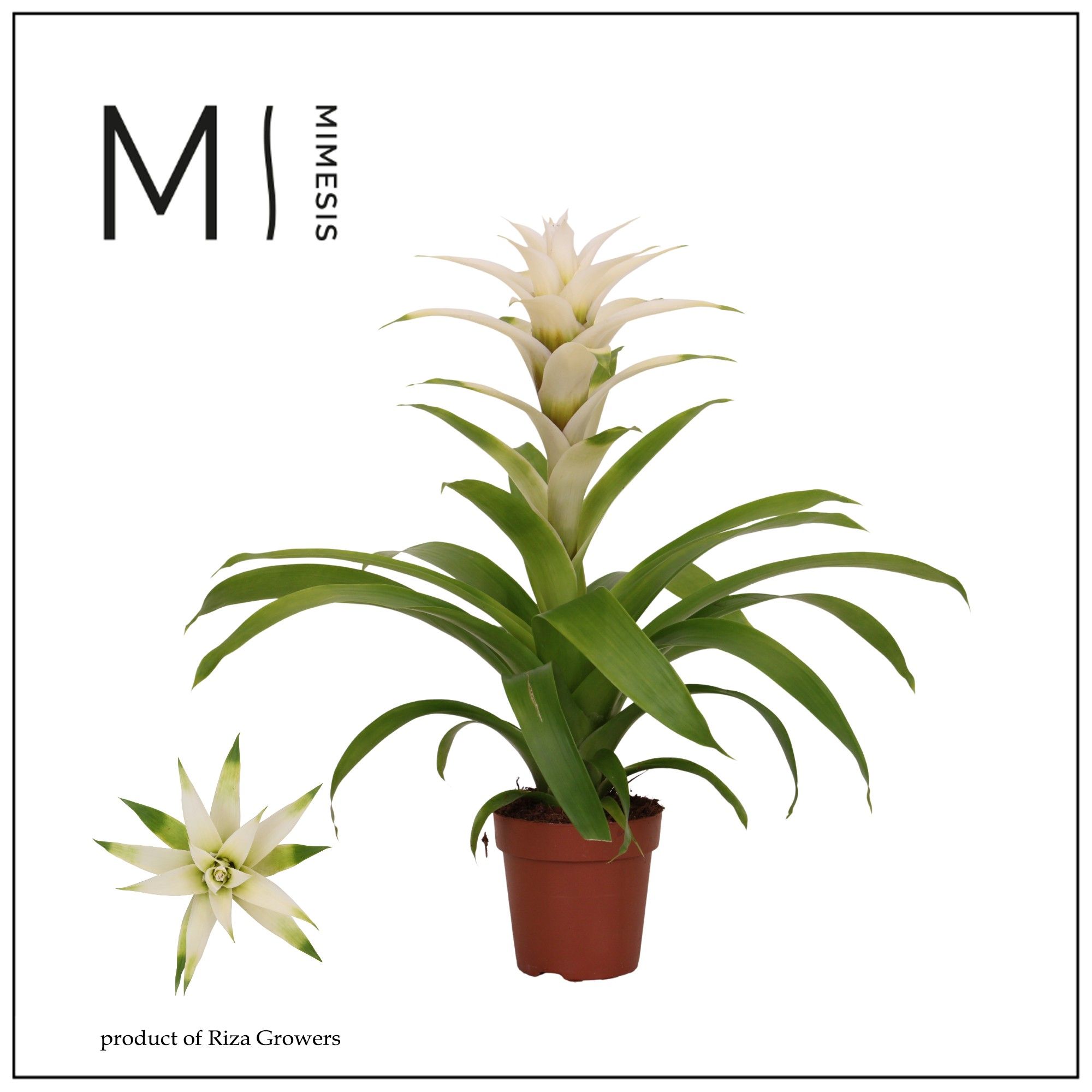 Guzmania Suerte White - 12cm | Mimesis, D 12