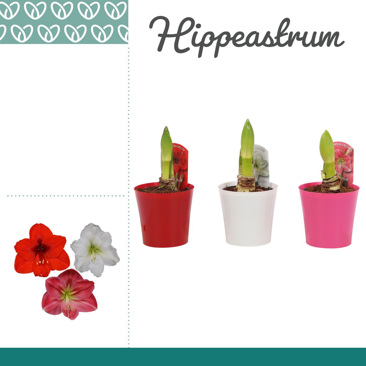 Amaryllis Mix 1 Knop Plastic ompot Linge, D 12